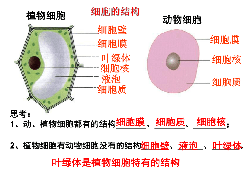 1.2.1细胞的结构和功能课件（共37张PPT） 济南版生物七年级上册