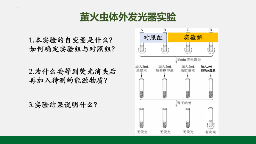 第五章第二节细胞的能量货币ATP(共22张PPT)课件-人教版2019必修1