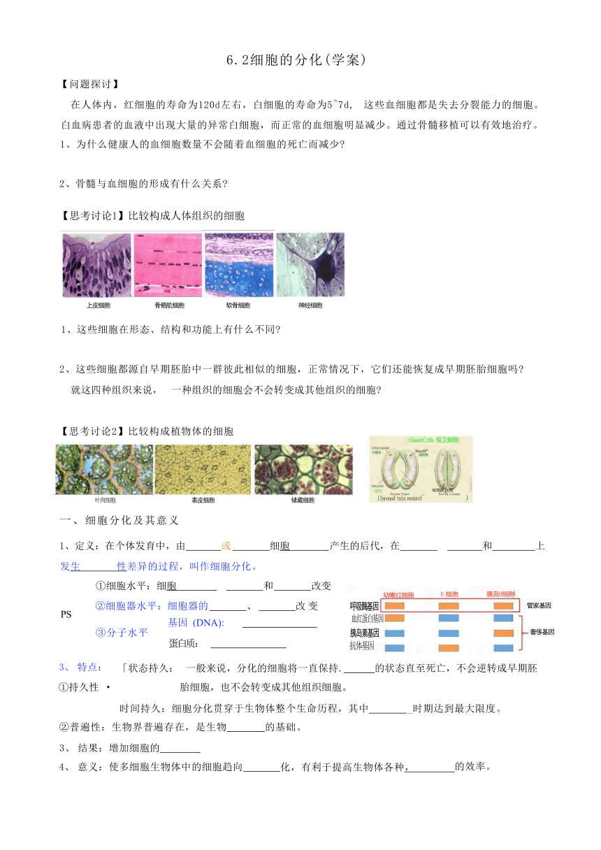 6.2细胞的分化学案（无答案)