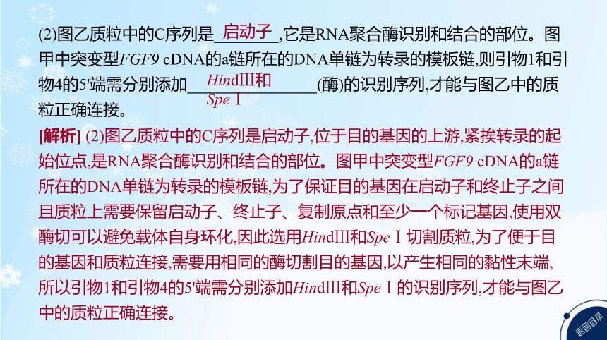 高考生物二轮复习微专题9　PCR技术的热点考法归纳及融合基因的原理和应用(共31张PPT)