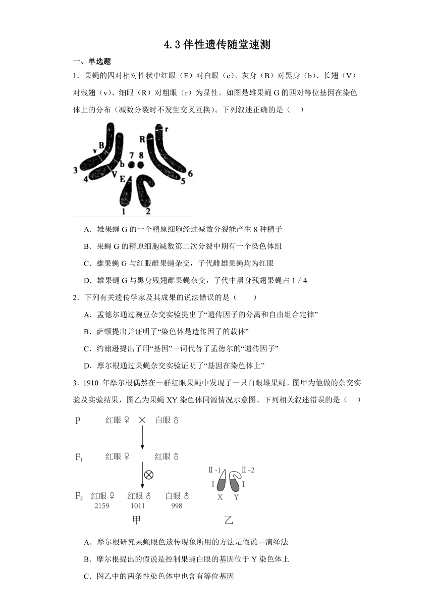 4.3伴性遗传随堂速测（含解析）2023-2024学年高一下学期生物北师大版（2019）必修2