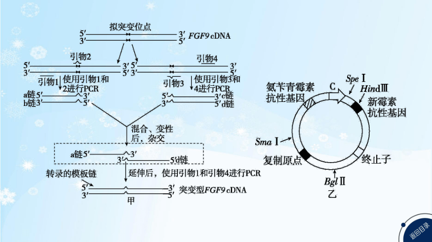 高考生物二轮复习微专题9　PCR技术的热点考法归纳及融合基因的原理和应用(共31张PPT)