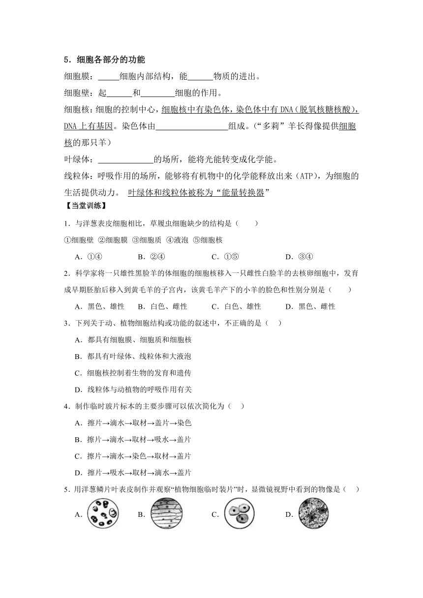 4.8.1 生物体的基本结构 导学案（无答案）2023--2024学年苏科版生物七年级下册