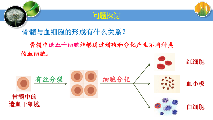 6.2 细胞的分化课件(共27张PPT)-人教版2019必修1