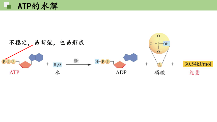 5.2 细胞的能量“货币”ATP（共22张PPT1个视频）-人教版2019必修1