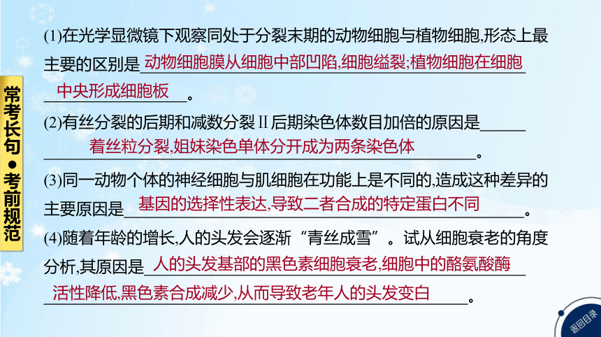 高考生物二轮复习小专题4　细胞的生命历程(共85张PPT)