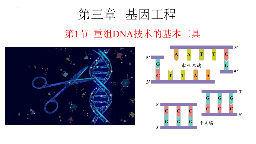 3.1.1重组DNA技术的基本工具课件（共35张PPT1个视频）人教版2019选择性必修3
