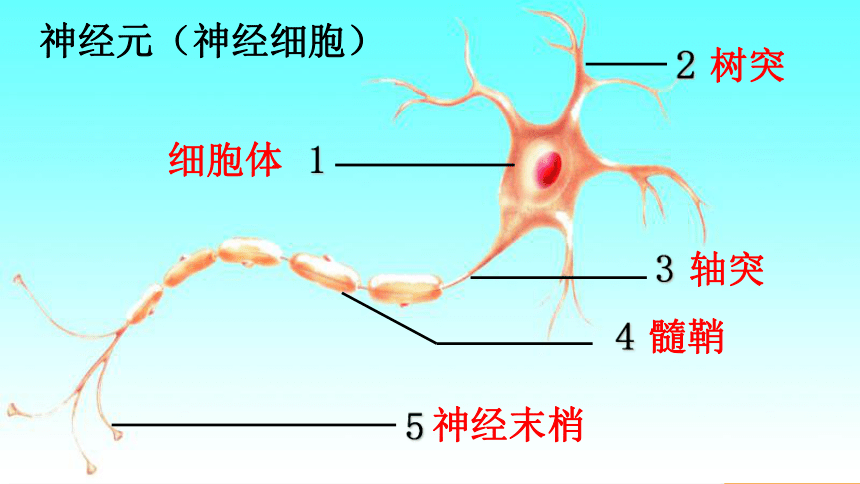 3.5.2神经调节的结构基础 课件(共13张PPT)生物学济南版七年级下册