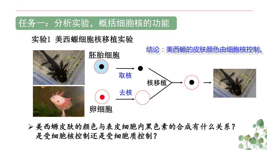 3.3 细胞核的结构和功能（共22张PPT）-高一生物（人教版2019必修1）