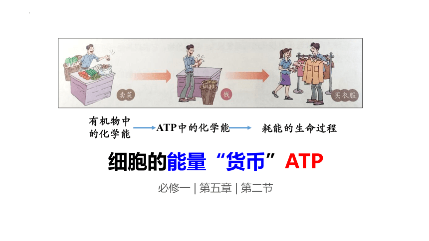 第五章第二节细胞的能量货币ATP(共22张PPT)课件-人教版2019必修1