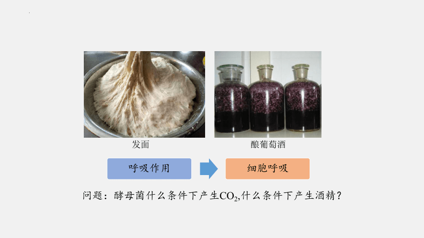 5.3 细胞呼吸的原理和应用（课件（共58张PPT1个视频）-人教版2019必修1