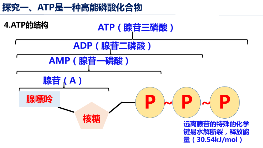 5.2 细胞的能量“货币”ATP（共23张PPT1个视频）-高一生物（人教版2019必修1）