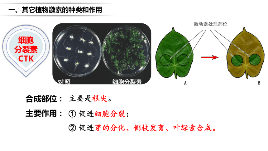 5.2 其它植物激素（共23张PPT）-高二生物课件（人教版2019选择性必修1）