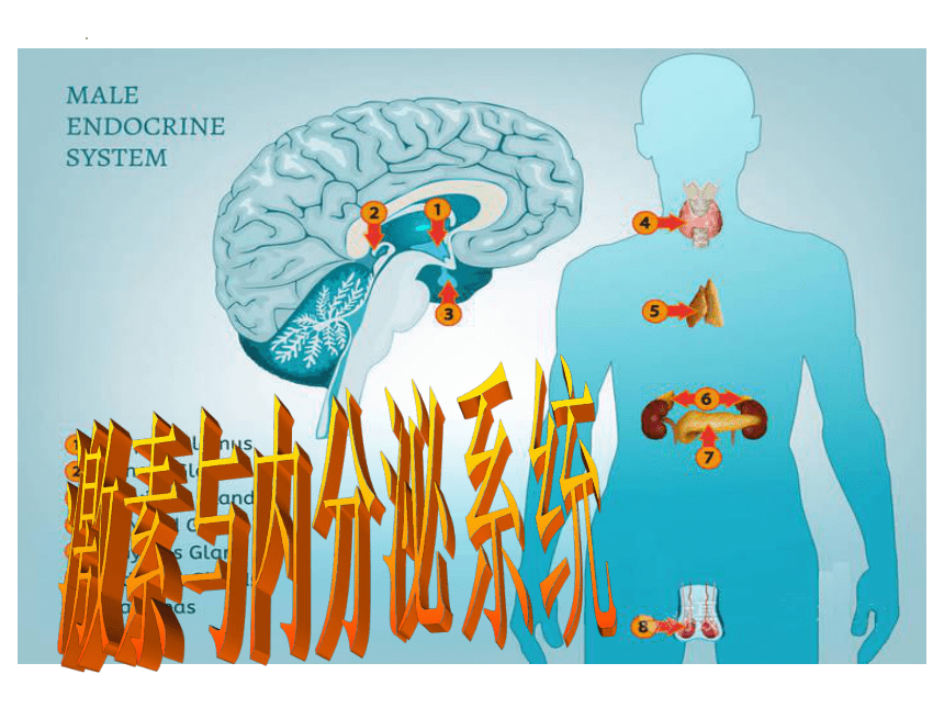 3.1 激素与内分泌系统(共35张PPT)课件--人教版2019选择必修1