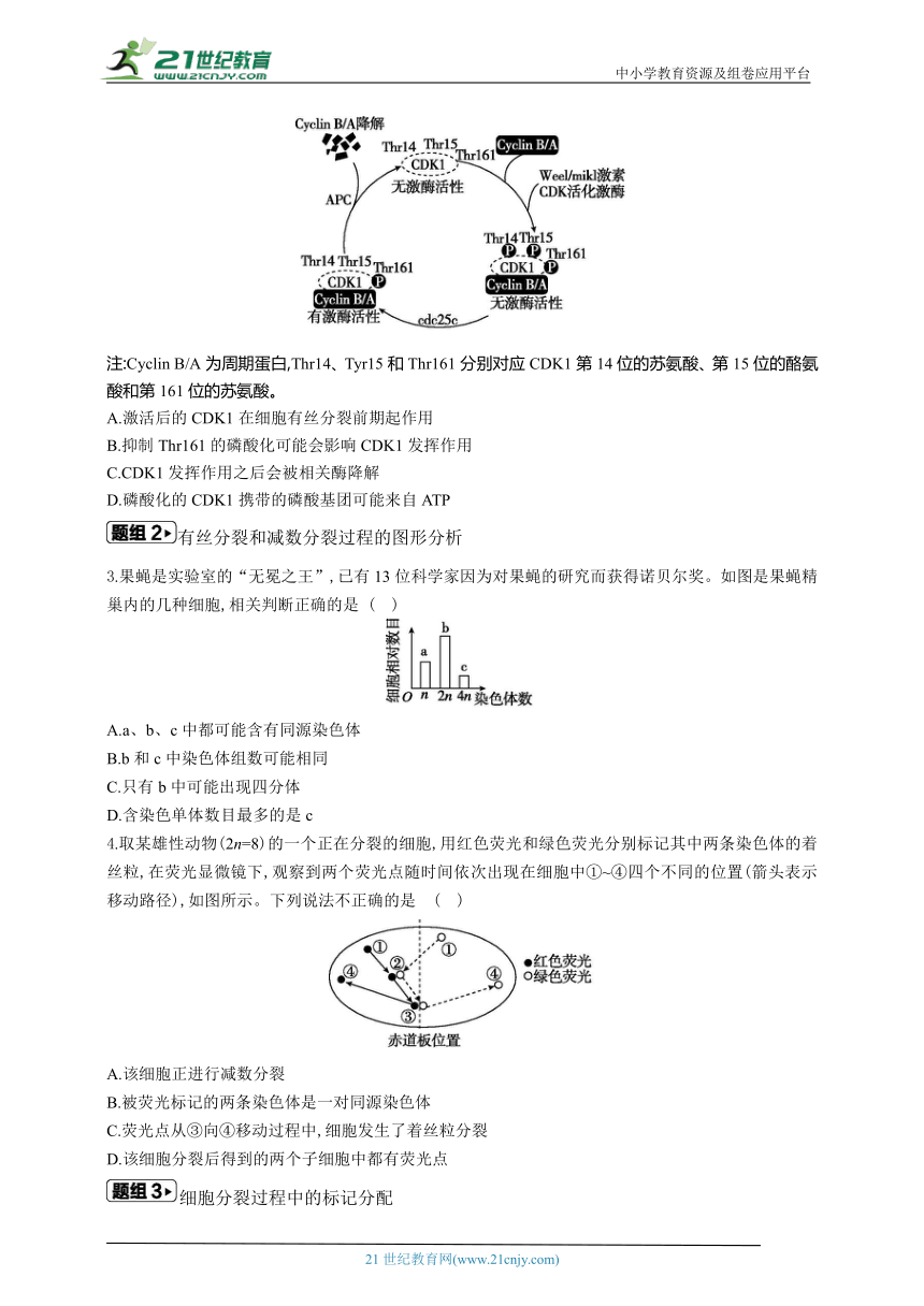 高考生物二轮复习专题学案：4 细胞的生命历程（含解析）