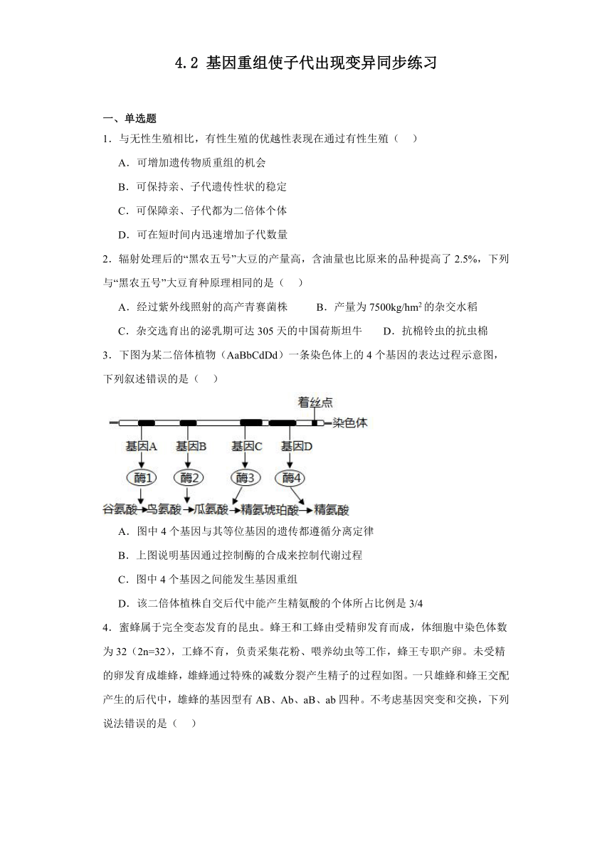 4.2基因重组使子代出现变异同步练习2023-2024学年高一下学期生物浙科版必修2（解析版）