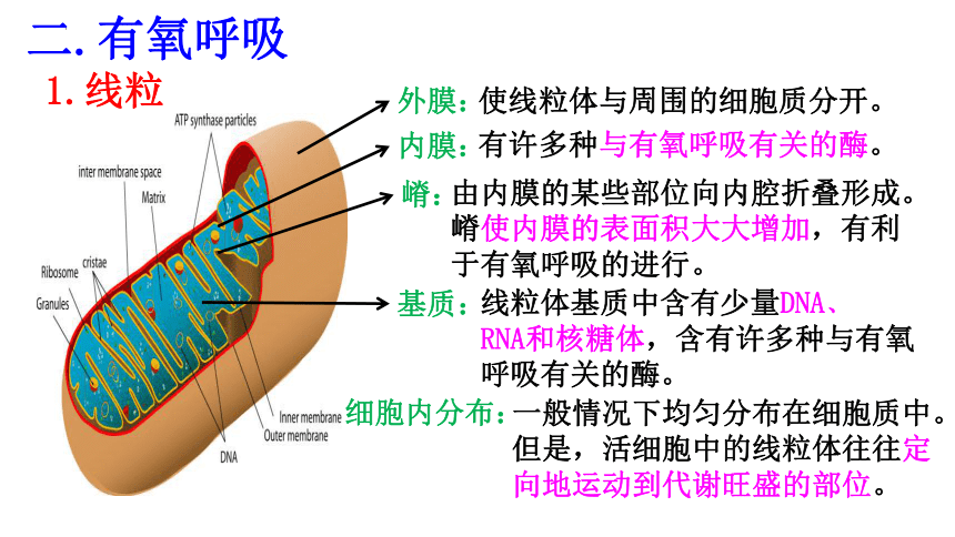 5.3细胞呼吸的原理和应用（共35张ppt）生物人教版（2019）必修1