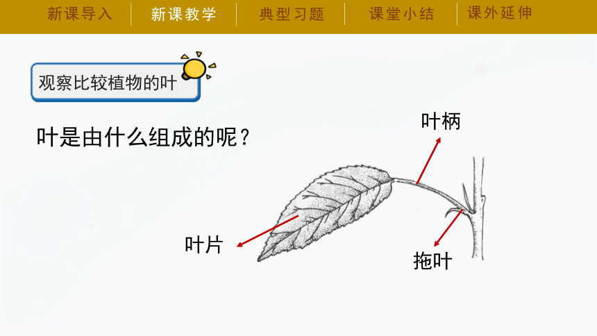 湘科版（2017秋）三年级下册科学课件4.4《叶的神奇》课件（共30张PPT）