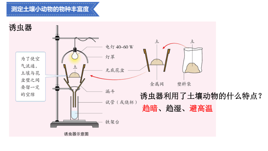 2.1群落的结构课件（共37张PPT） 人教版选择性必修2