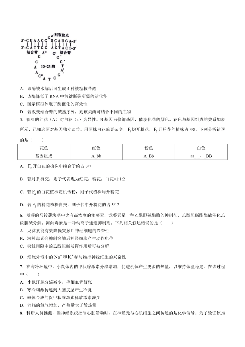 福建省十一校2023-2024学年高三上学期1月期末联考生物学试题（含答案）