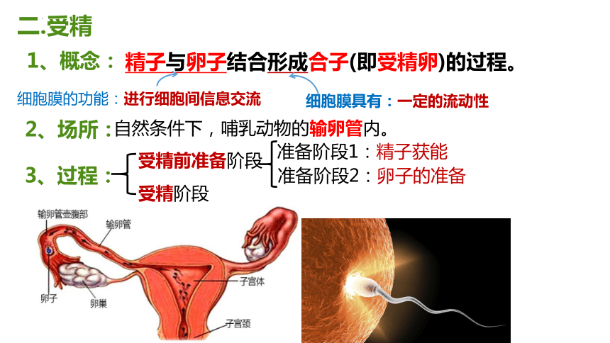 2.3胚胎工程课件（共71张PPT2个视频）-人教版选择性必修3