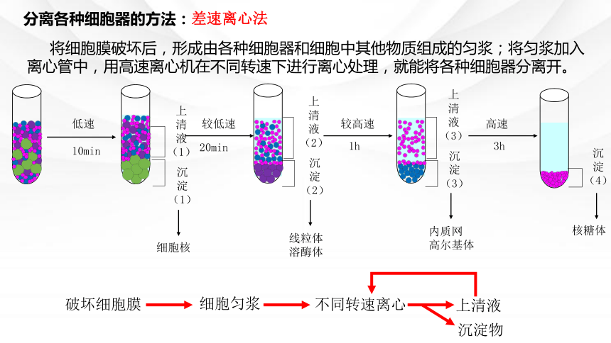 3.2细胞器之间的分工合作课件（共36张PPT） 人教版必修1