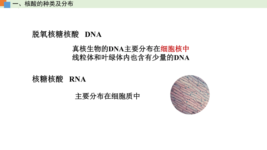 2.5 核酸是遗传信息的携带者（课件）（共32张PPT）-人教版2019必修1