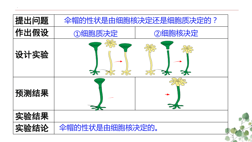 3.3 细胞核的结构和功能（共22张PPT）-高一生物（人教版2019必修1）