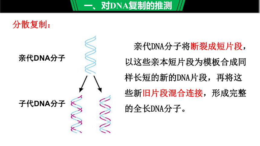 3.3  DNA的复制 课件(共21张PPT)-高一生物人教版必修二