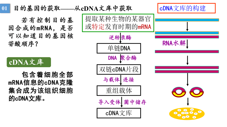3.2基因工程的基本操作程序课件（共32张PPT） 人教版选择性必修3