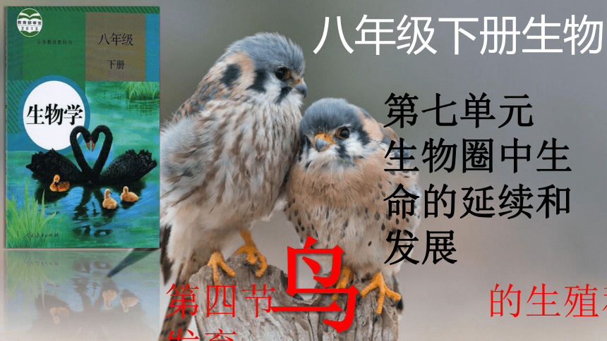 7.1.4鸟的生殖和发育课件(共40张PPT) 人教版生物八年级下册
