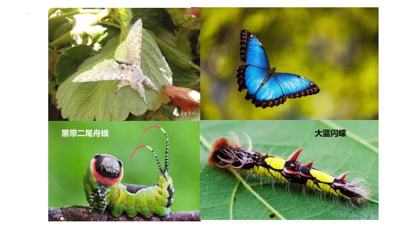 8.21.3昆虫的生殖与发育课件 (共30张PPT)苏教版生物八年级下册