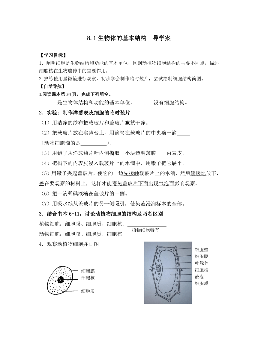 4.8.1 生物体的基本结构 导学案（无答案）2023--2024学年苏科版生物七年级下册