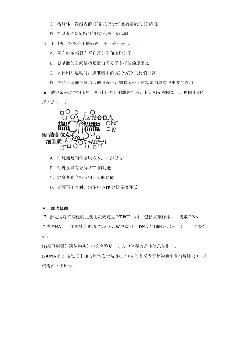 5.2细胞的能量“货币”ATP同步练习（含解析）2023-2024学年高一上学期生物人教版必修1