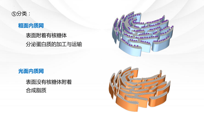 3.2细胞器之间的分工合作课件（共36张PPT） 人教版必修1