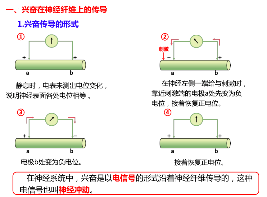 2.3 神经冲动的产生和传导(共24张PPT1份视频)课件（第1课时）-人教版2019选择性必修1