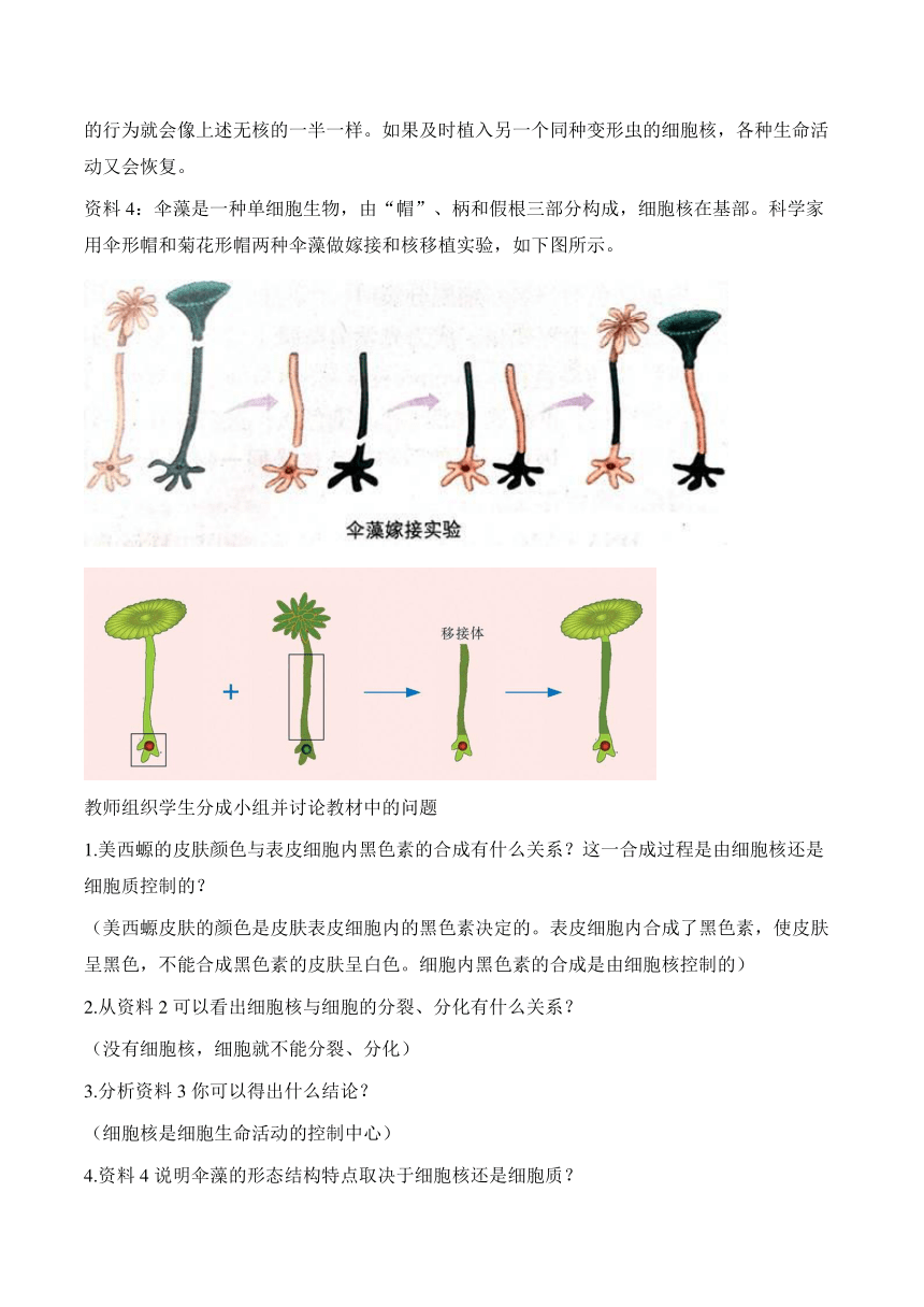 3.3细胞核的结构和功能的教案