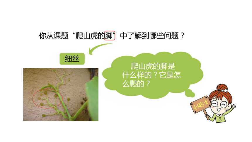 10爬山虎的脚   第二课时 课件 (共29张PPT)