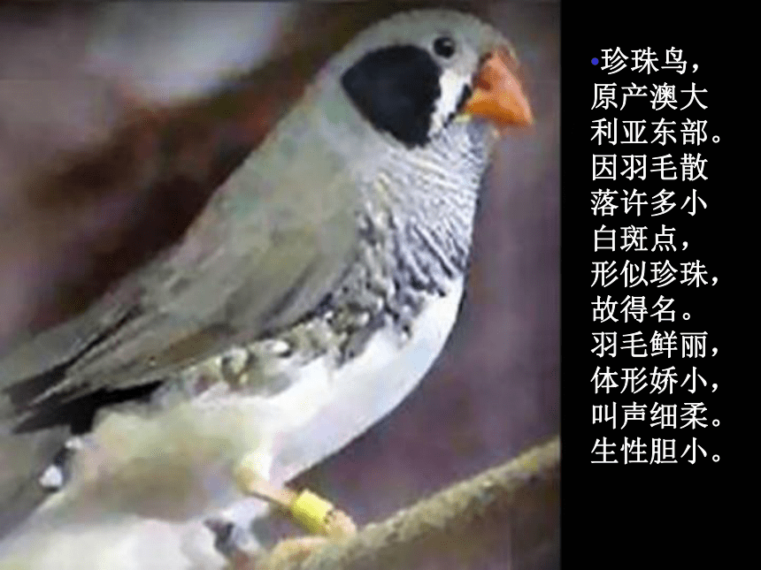 4珍珠鸟课件(共14张PPT)