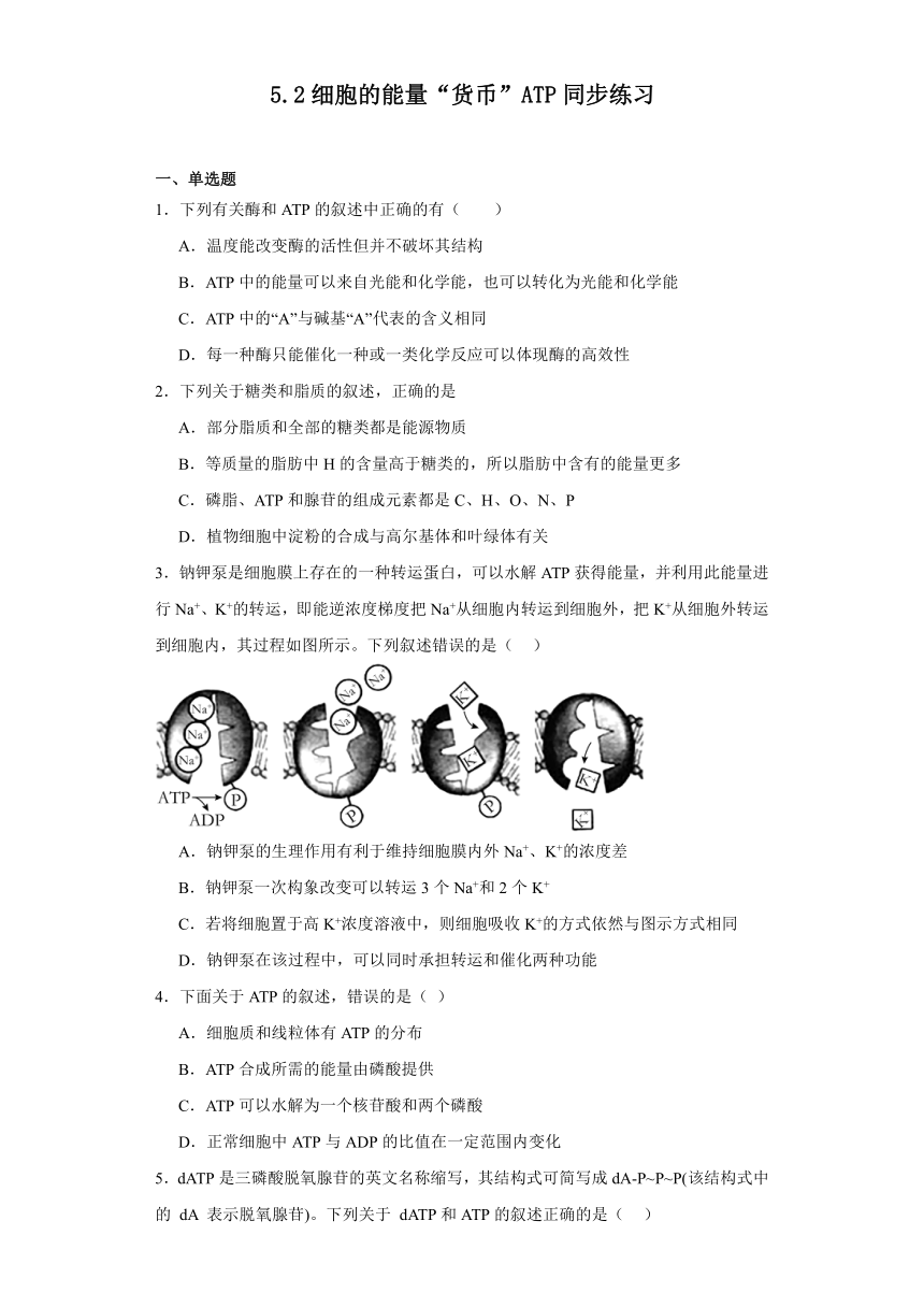 5.2细胞的能量“货币”ATP同步练习（含解析）2023-2024学年高一上学期生物人教版必修1