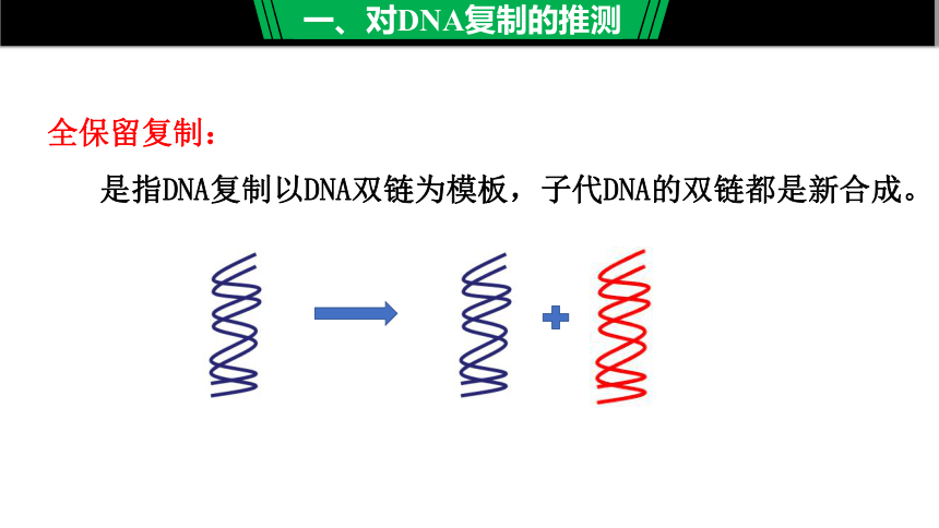 3.3  DNA的复制 课件(共21张PPT)-高一生物人教版必修二