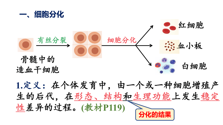 6.2 细胞分化（共29张PPT）-人教版2019必修1