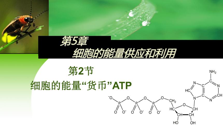 5.2 细胞的能量“货币”ATP课件(共24张PPT)-人教版2019必修1