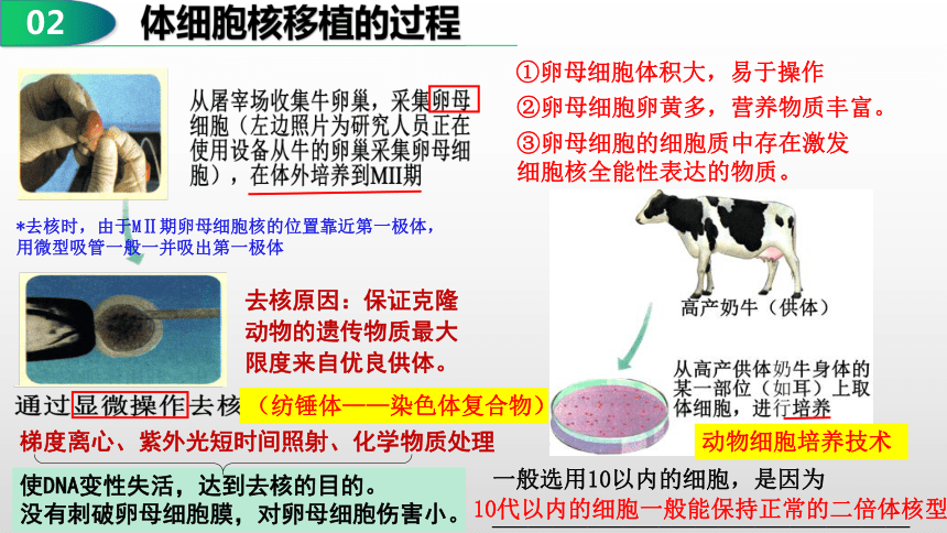 2.2.3动物体细胞核移植技术和克隆动物课件（共30张PPT）-人教版选择性必修3