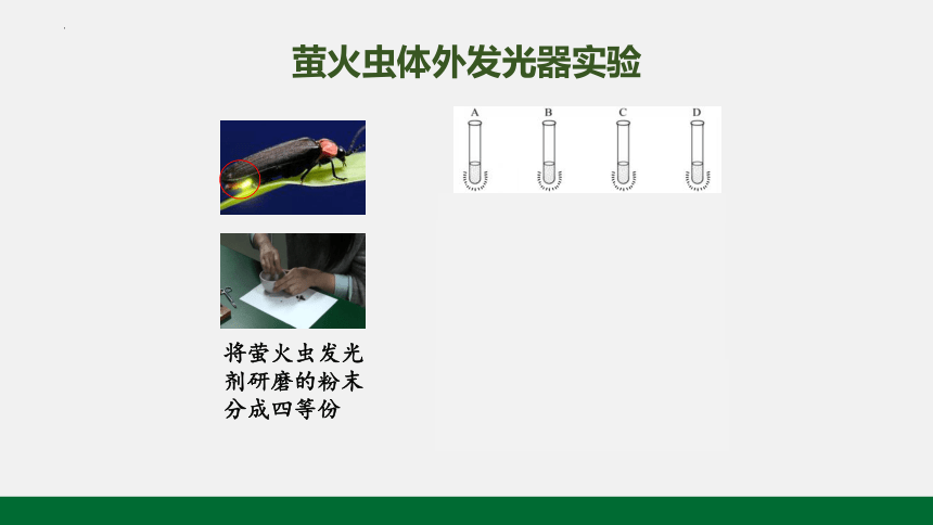 第五章第二节细胞的能量货币ATP(共22张PPT)课件-人教版2019必修1