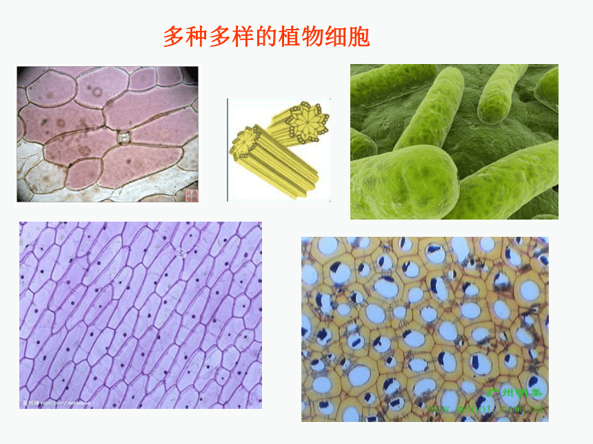 1.2.1细胞的结构和功能课件（共37张PPT） 济南版生物七年级上册