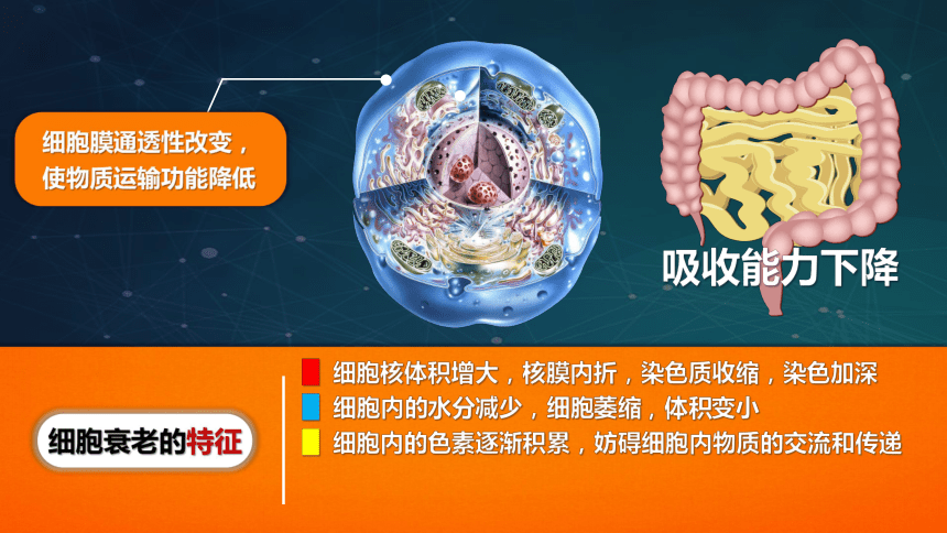 6.3 细胞的衰老和死亡（共40张PPT）-高一生物课件(人教版2019必修1）