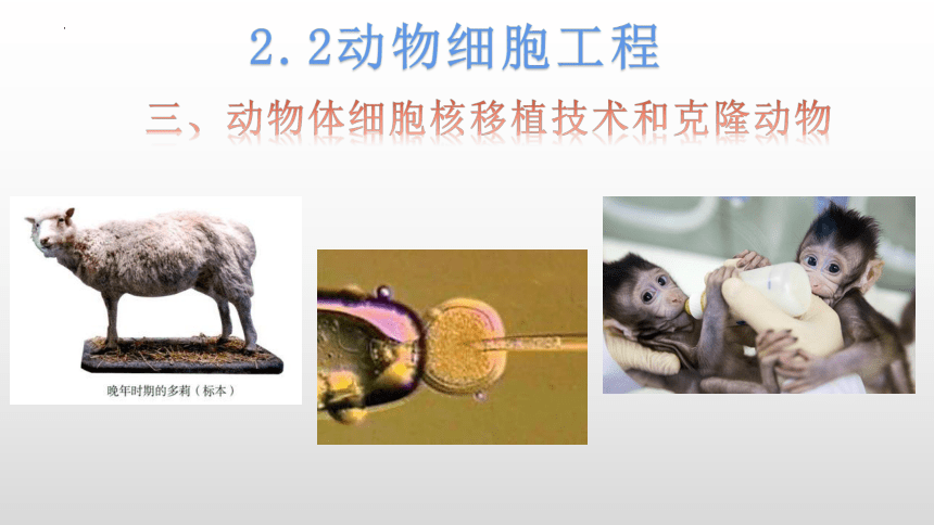 2.2.3动物体细胞核移植技术和克隆动物课件（共30张PPT）-人教版选择性必修3