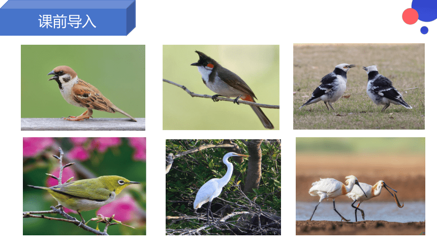 7.1.4鸟的生殖和发育课件(共18张PPT)2023--2024学年人教版生物八年级下册