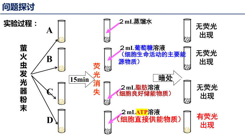 5.2 细胞的能量“货币”ATP（共23张PPT1个视频）-高一生物（人教版2019必修1）